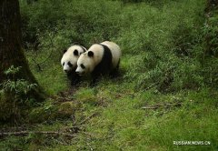 В Китае популяции исчезающих видов дикой природы стабил